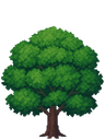 Oak Tree