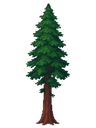 Redwood Tree