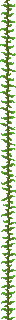 Kelp